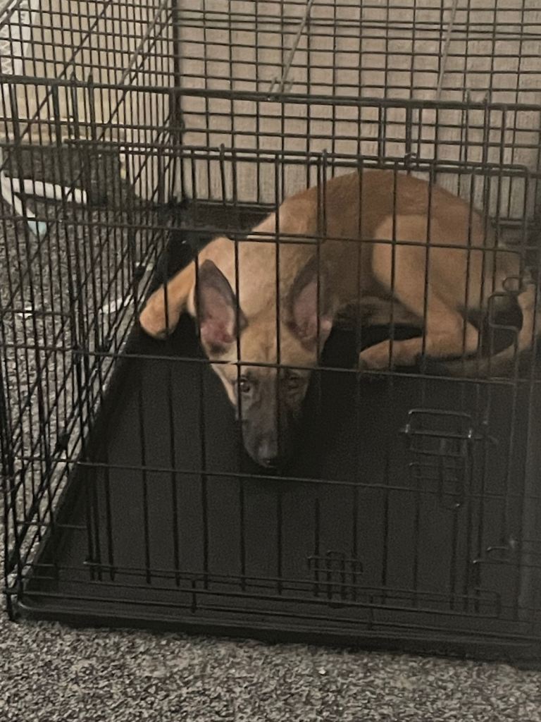 German sheperd cross belgian malinois for sale