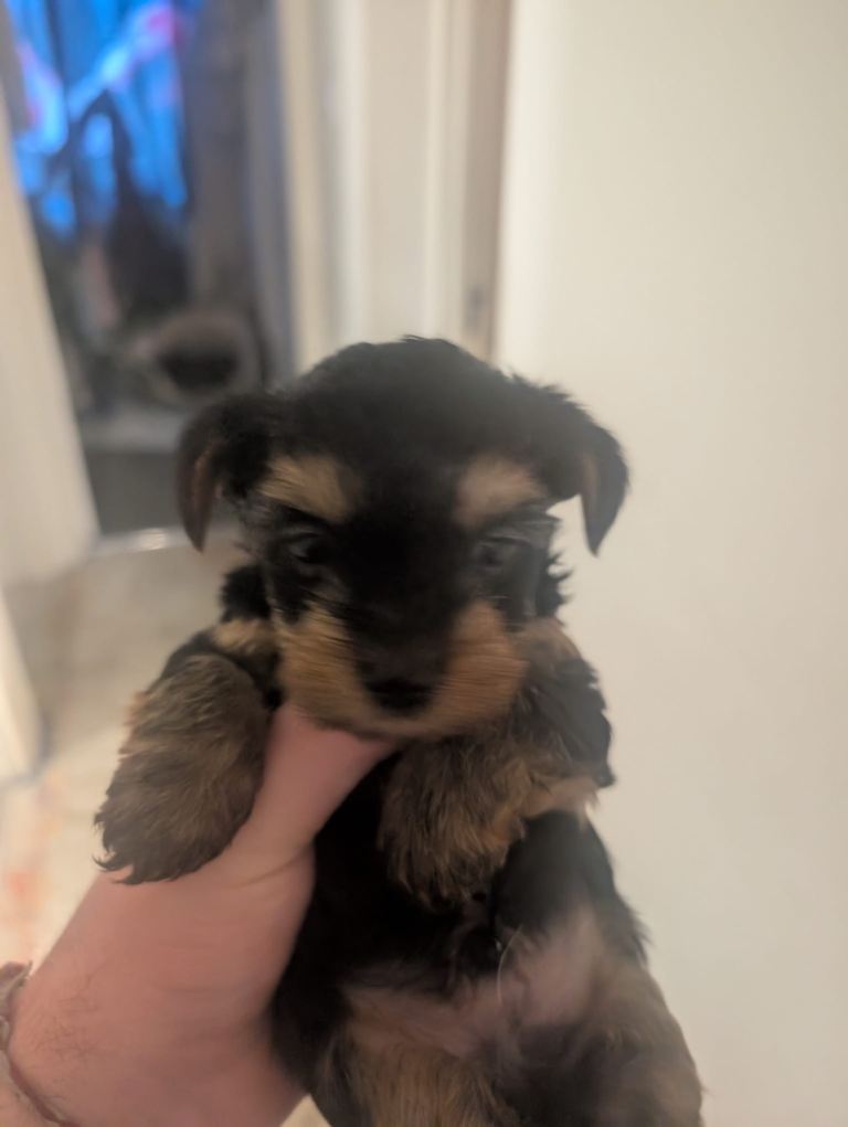 Yorkshire pups small