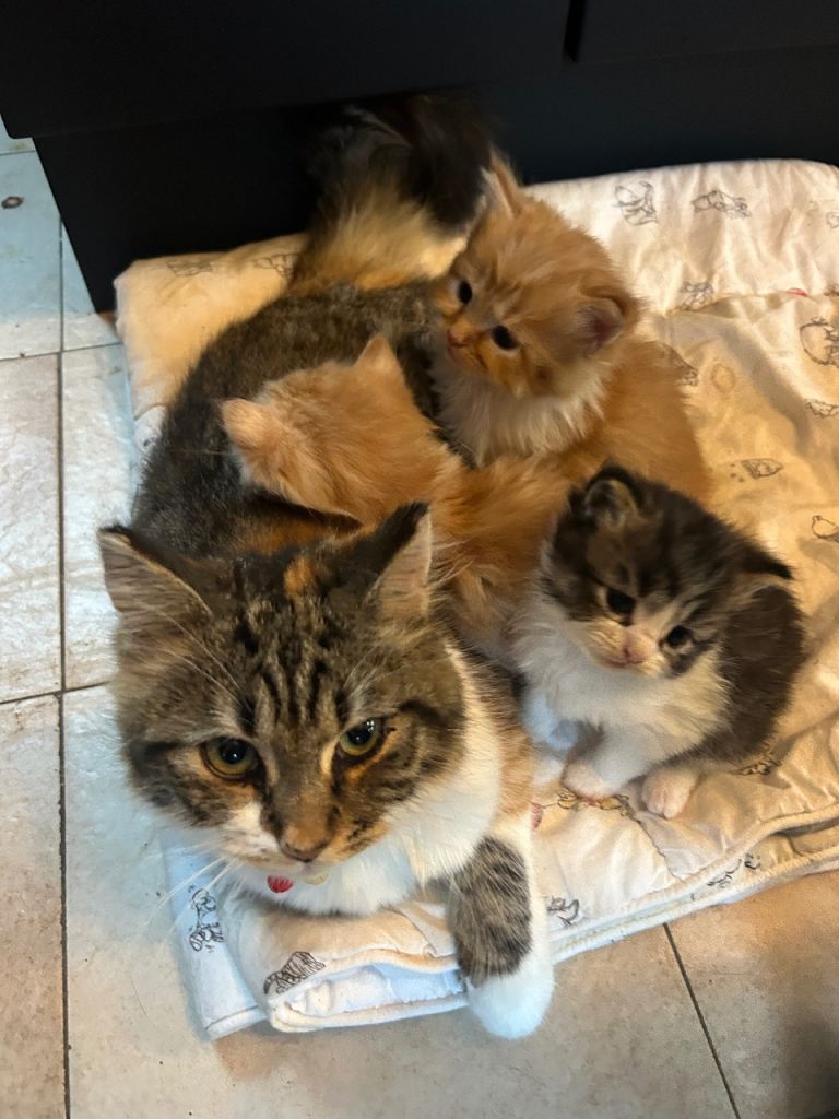 3 beautiful fluffy boys 