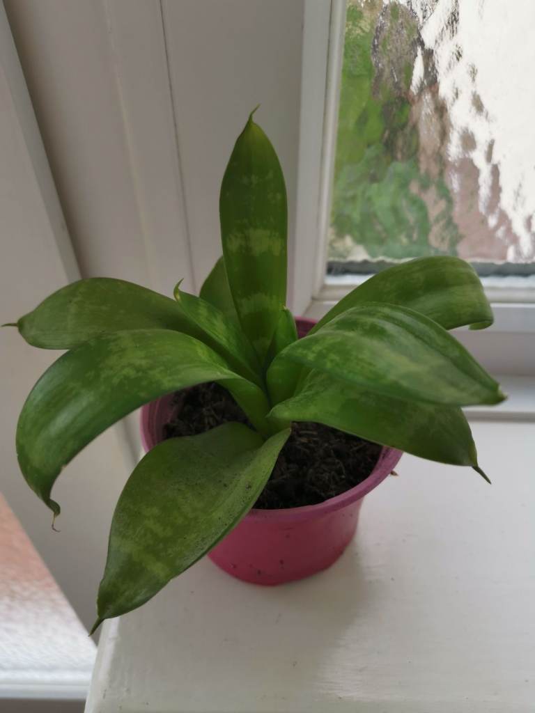 Small Snake plant -17cm