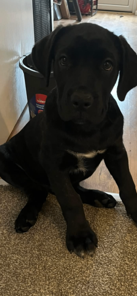 1 cane corso boy left ready for he’s new home 