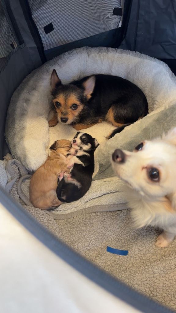 Puppy Pomeranian x chihuahua 