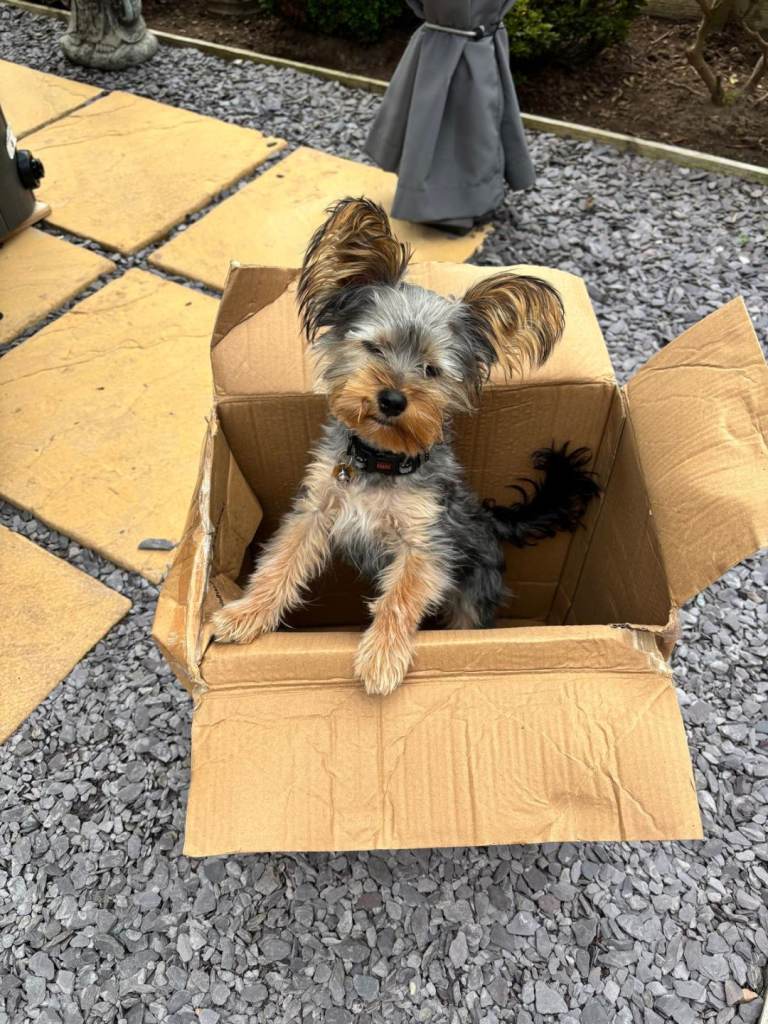 Yorkshire Terrier for sale 