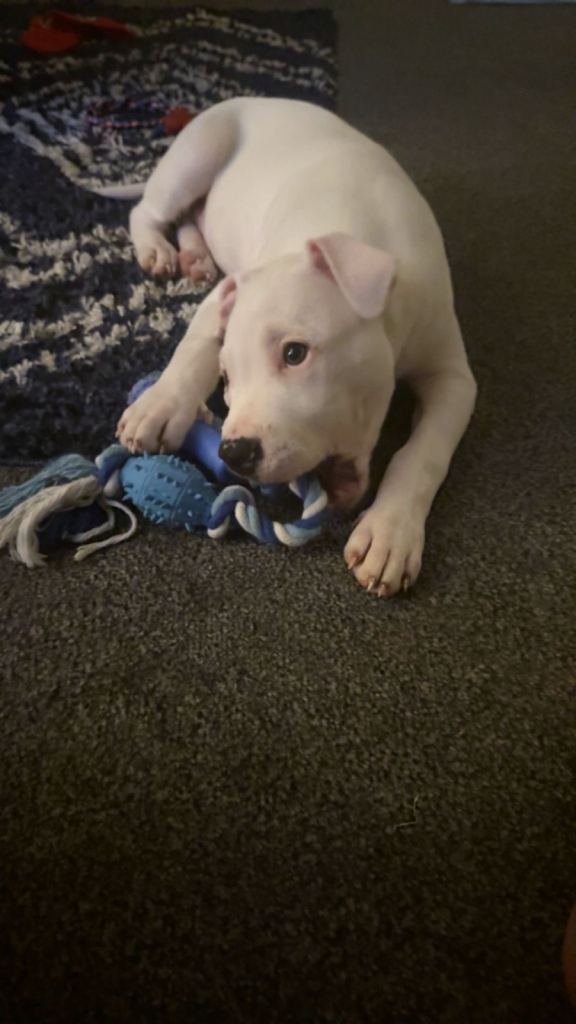 Male staffy pup 