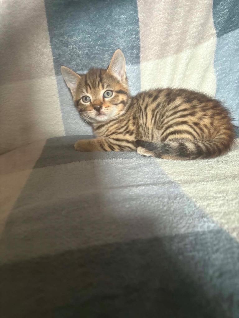 Tabby kittens 
