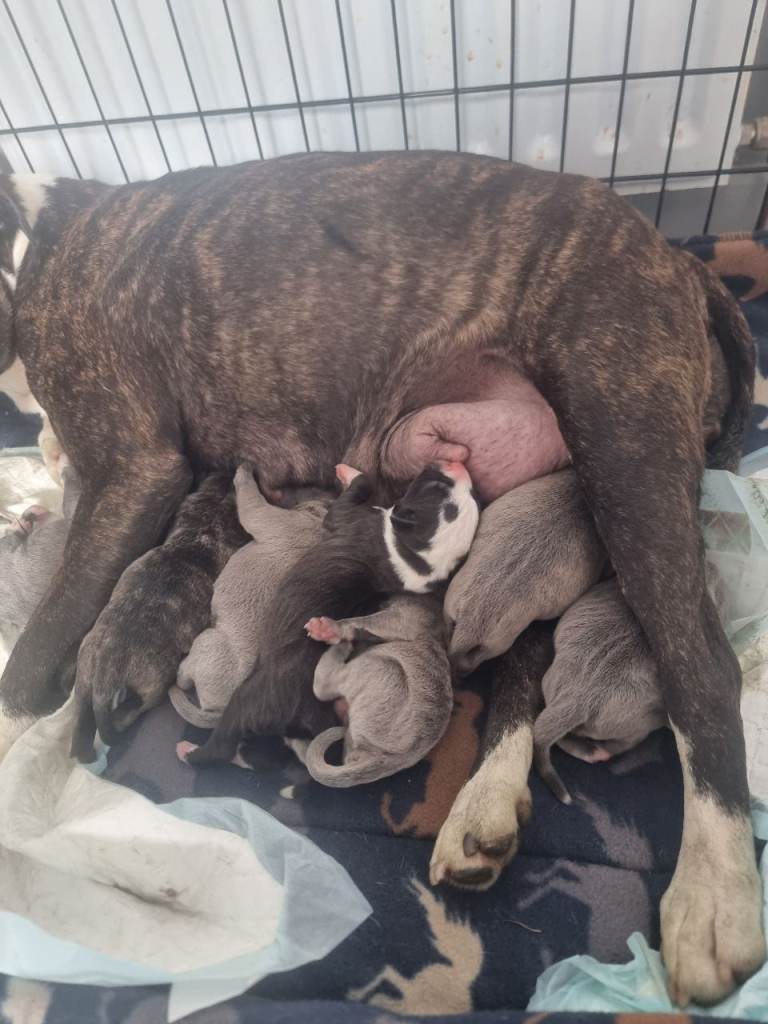 Puppies 