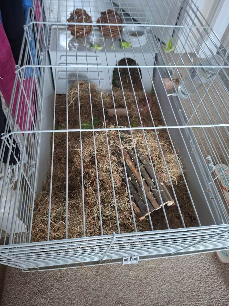 Mum & daughter pair of guinea pigs