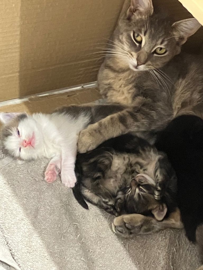 Kittens