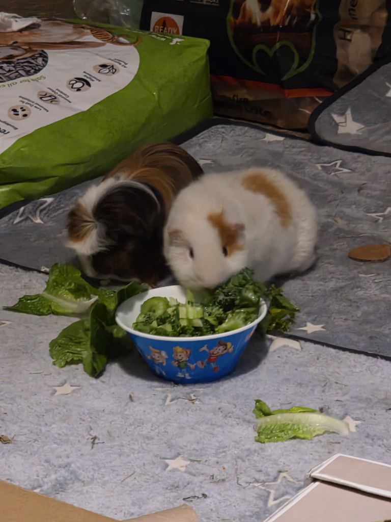 Two male guinea pigs