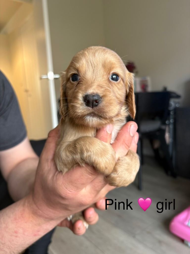 10 beautiful red cocker spaniel pups 