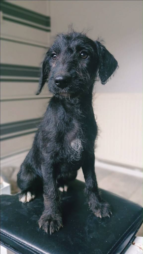 bedlington whippet
