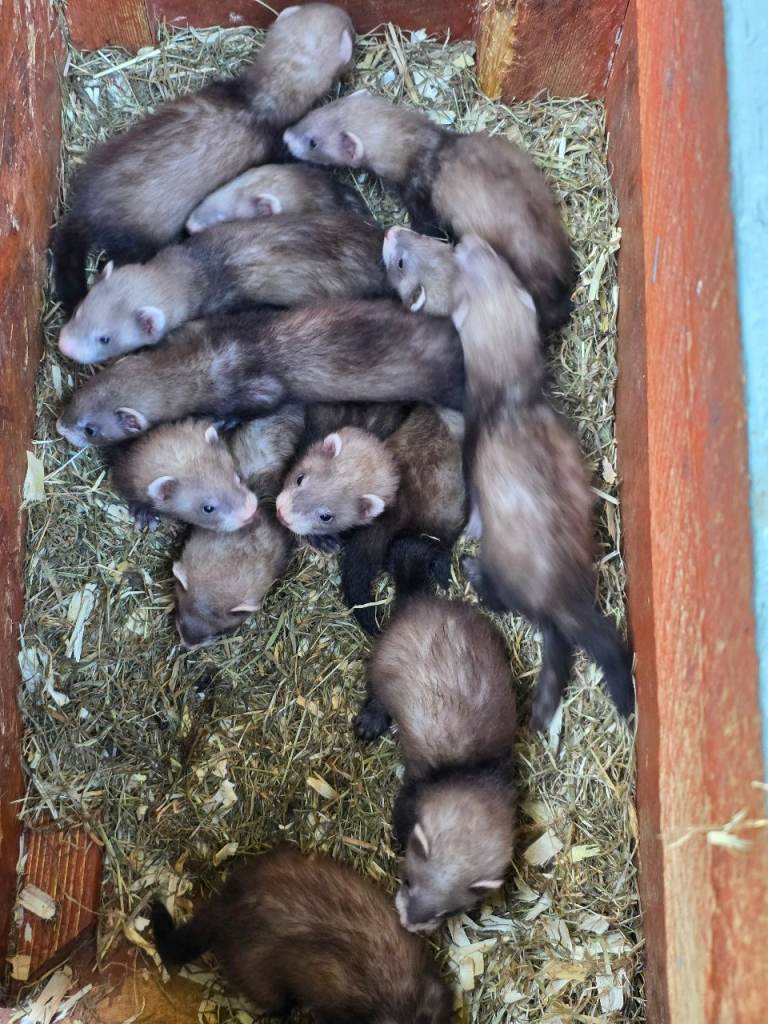Ferret kits ready to leave now
