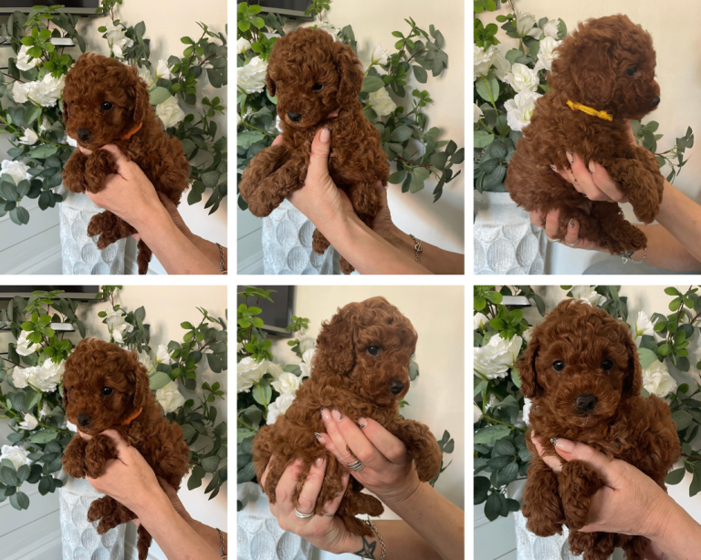 🐶Cavapoochons F1bb babies DNA 🧬 Health Tested Parents 