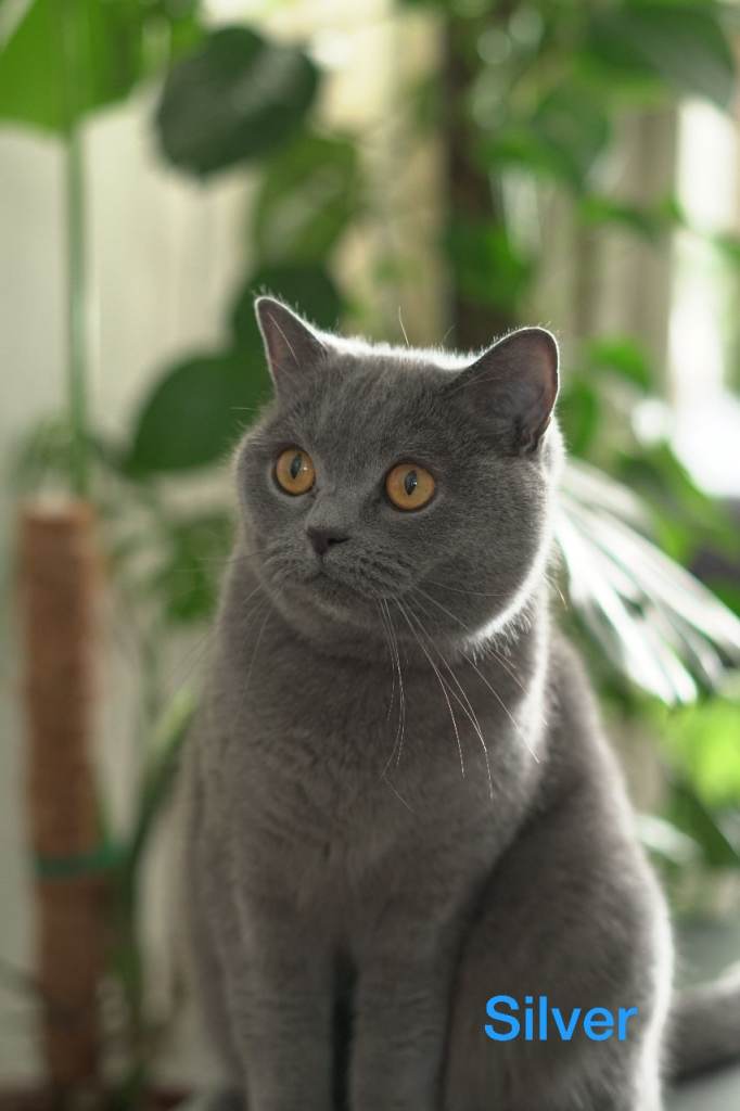 British Shorthair Cats Looking for a Loving Home