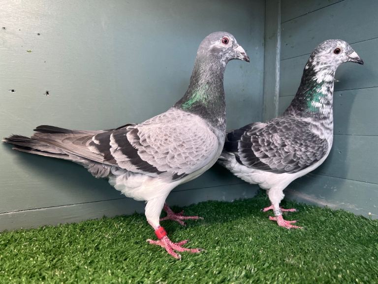 Colour Racing Pigeon 