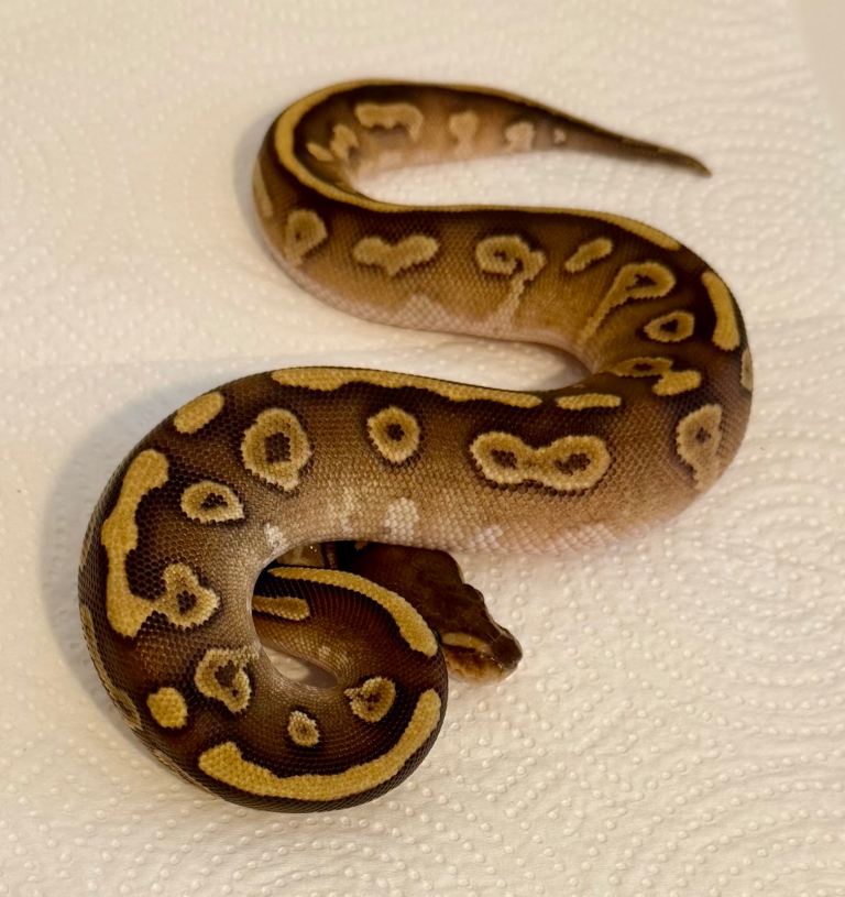 2026 Royal Python babies