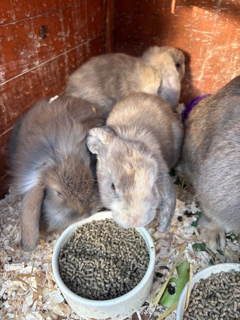 Mini lop rabbits 