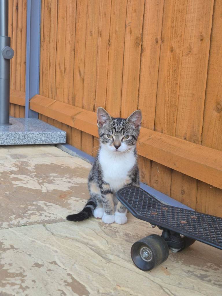 Kitten for sale!