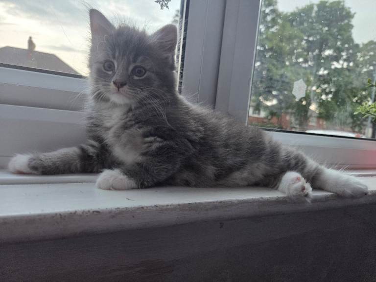 Kittens 