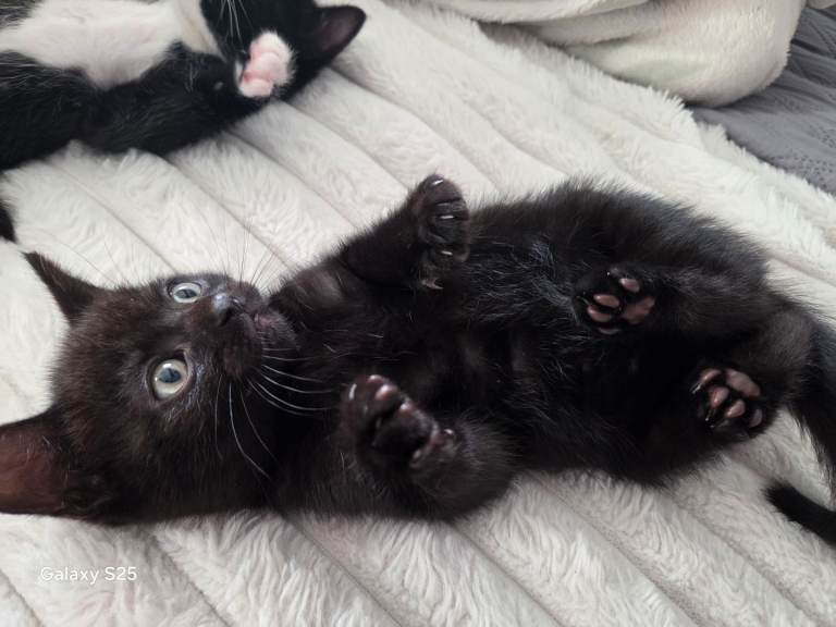 Black male kitten