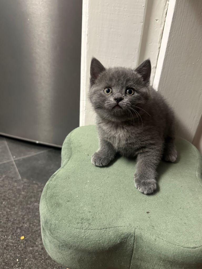 BSH kittens for sale