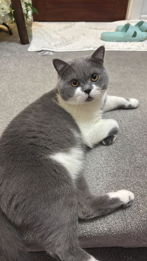 British Shorthair 