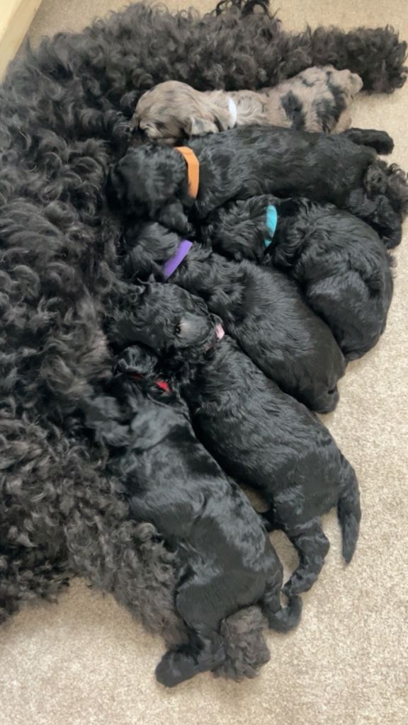 F1b Cockapoo puppy’s 
