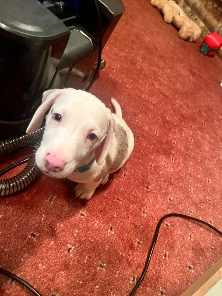 Datchsund male ice 🧊 