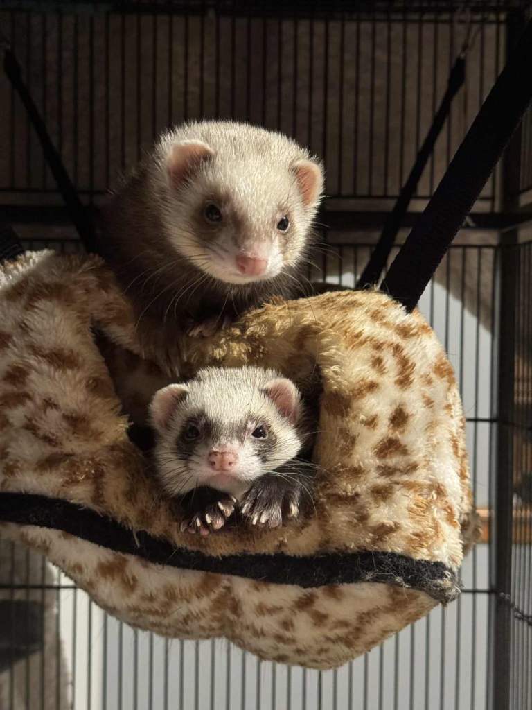 REHOMING FERRETS (indoor pets only)