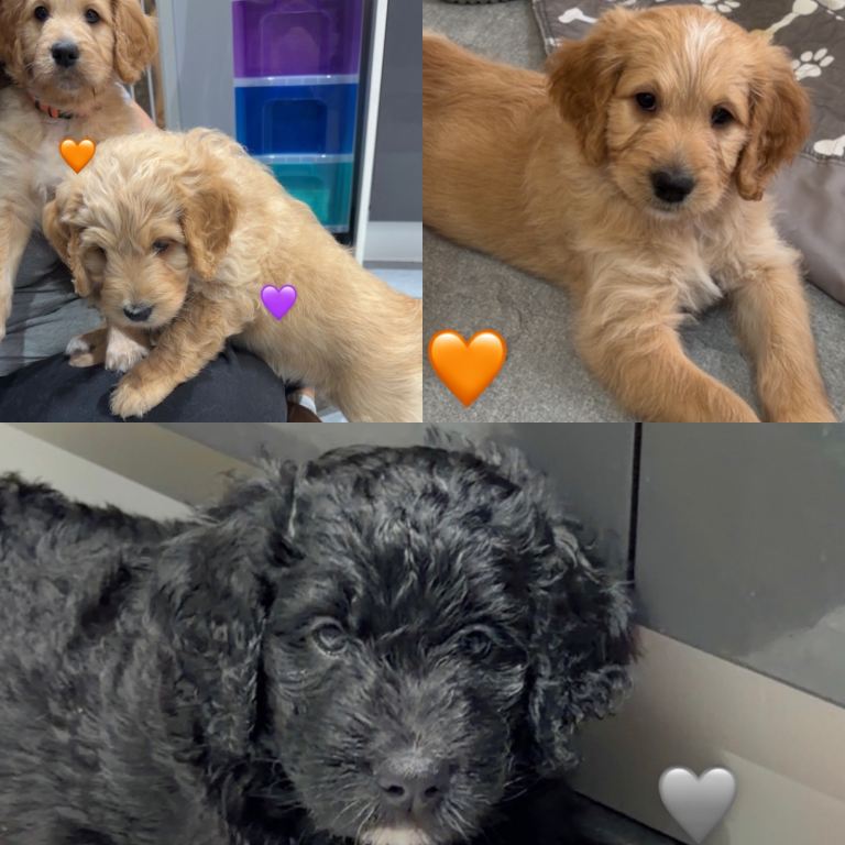 ❤️Bernadoodle puppies- READY NEXT WEEK! ❤️