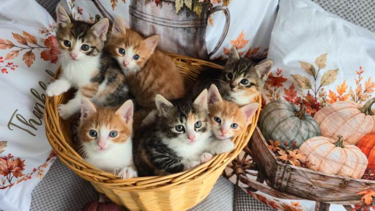 Last beautiful female left...  from an amazing family of kittens £160