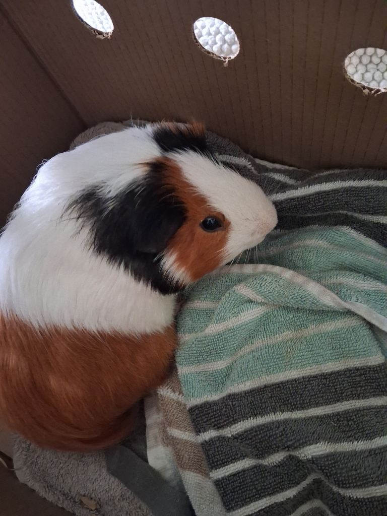 Bonded Guinea Pigs – 5 Months Old - £60 The Pair