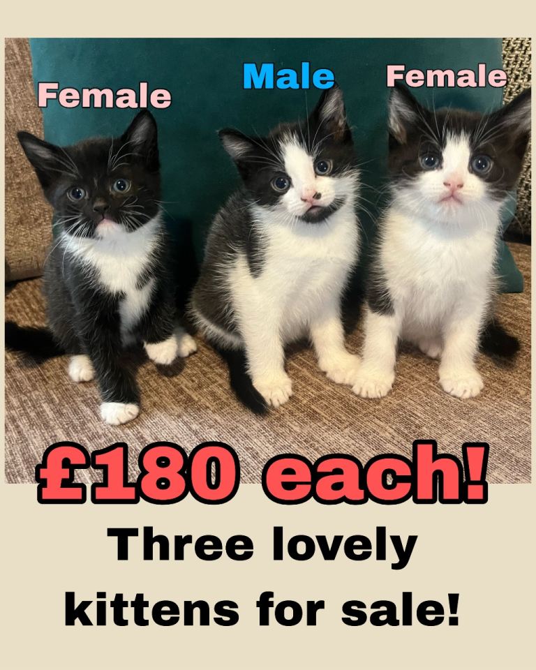 3 Gorgeous kittens for sale! 