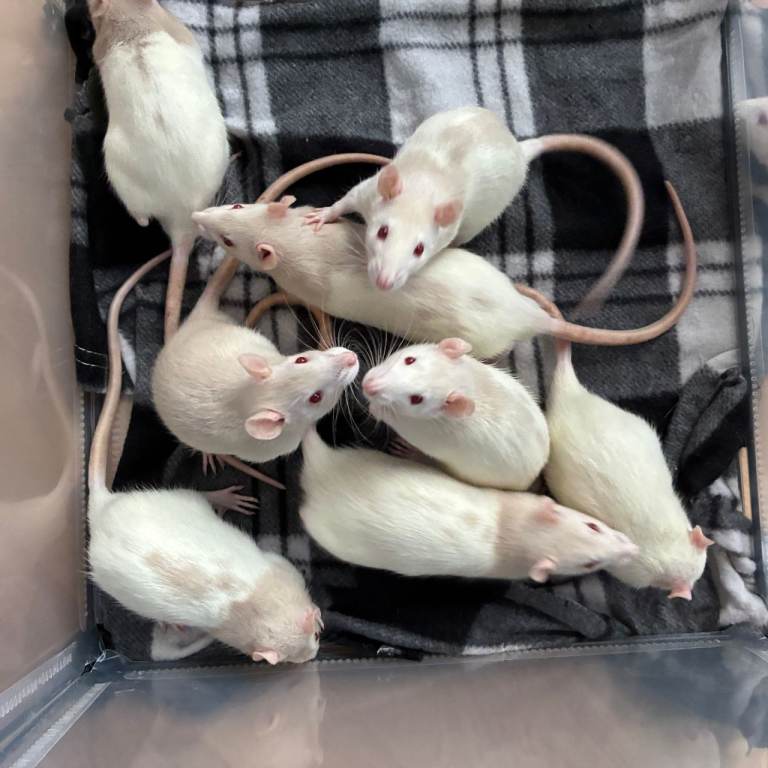 Rat pups with red eyes - male - looking for their forever home