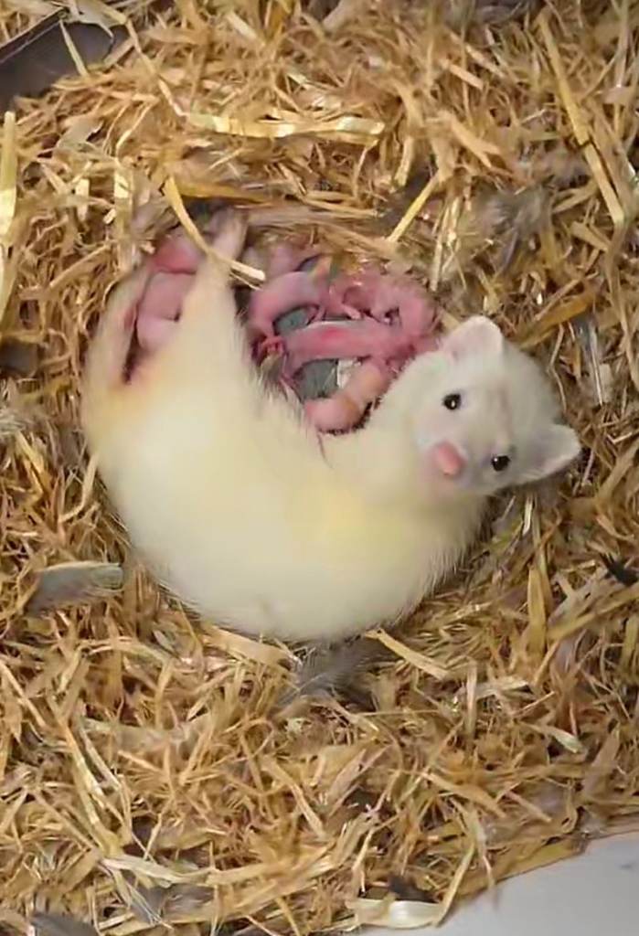 Albino ferrets
