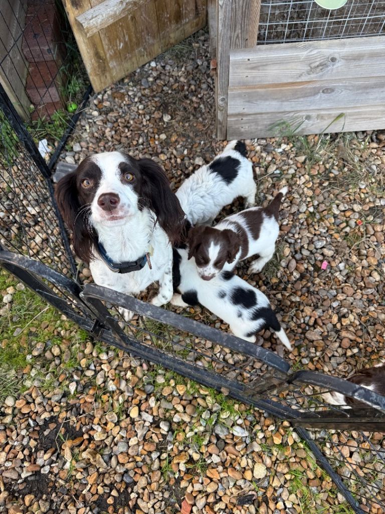 cocker poo x cocker spaniel puppies - 4 boys looking for loving homes ...