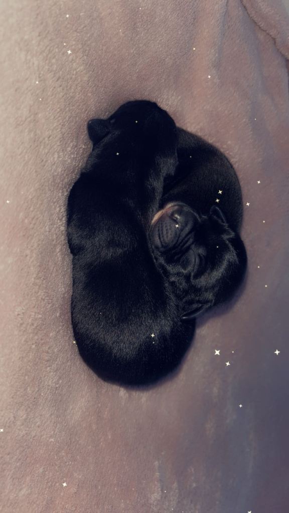 Mixed breed puppy’s 