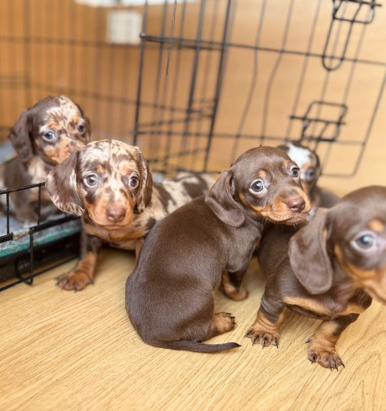 Miniature dachshund puppies