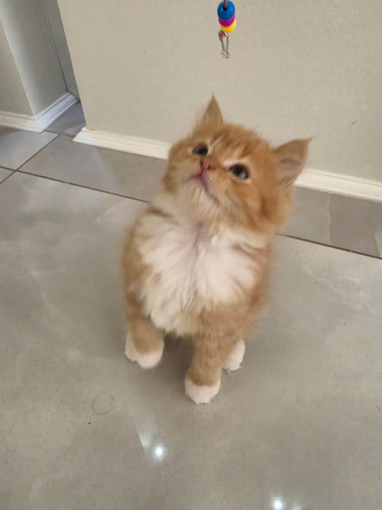 Adorable Persian Cross Kittens Looking for home