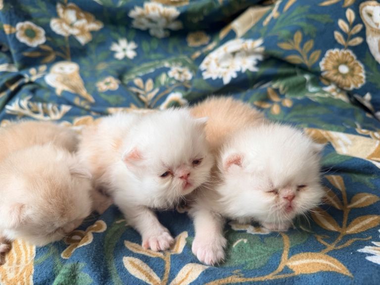 Persian kittens for sale 