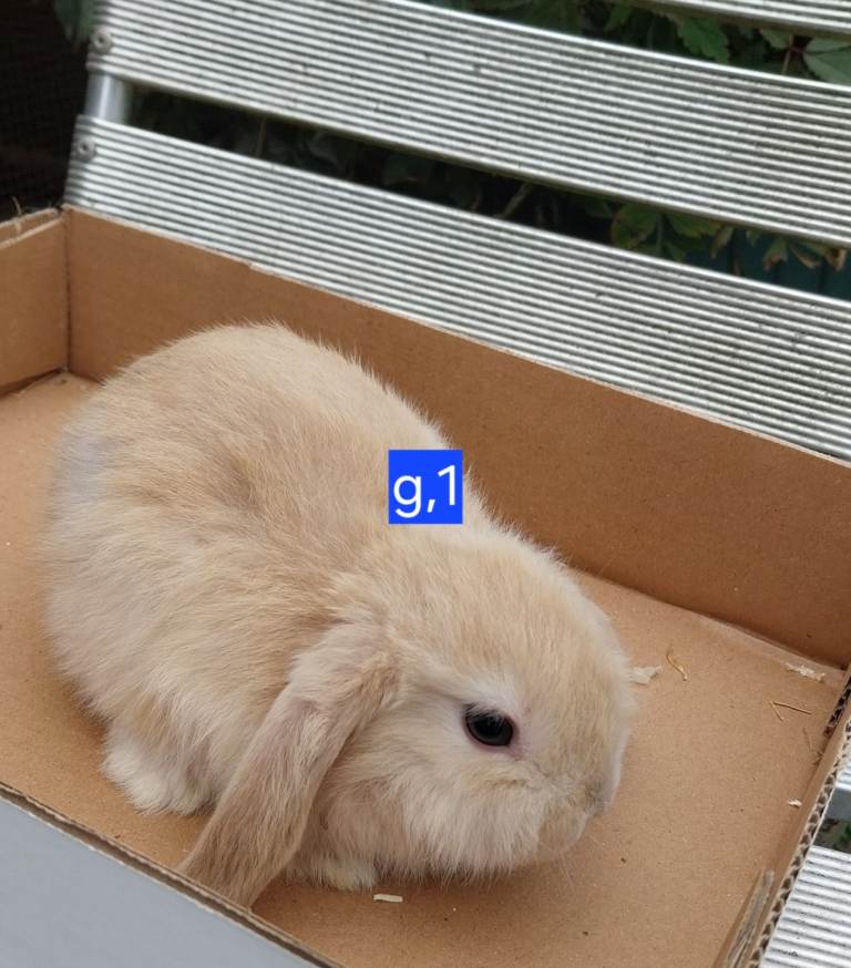 Mini lops for sale 