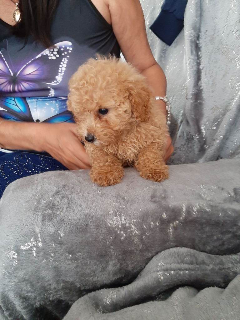 Toy poodle