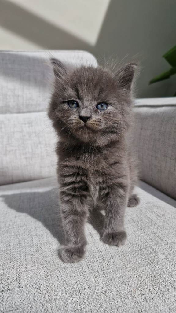 5 Gorgeous Fluffy Kittens for sale