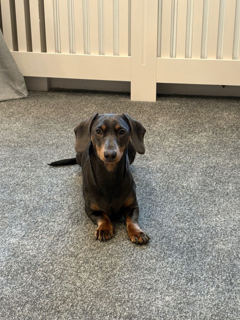 Beautiful dachshund 2 years old 