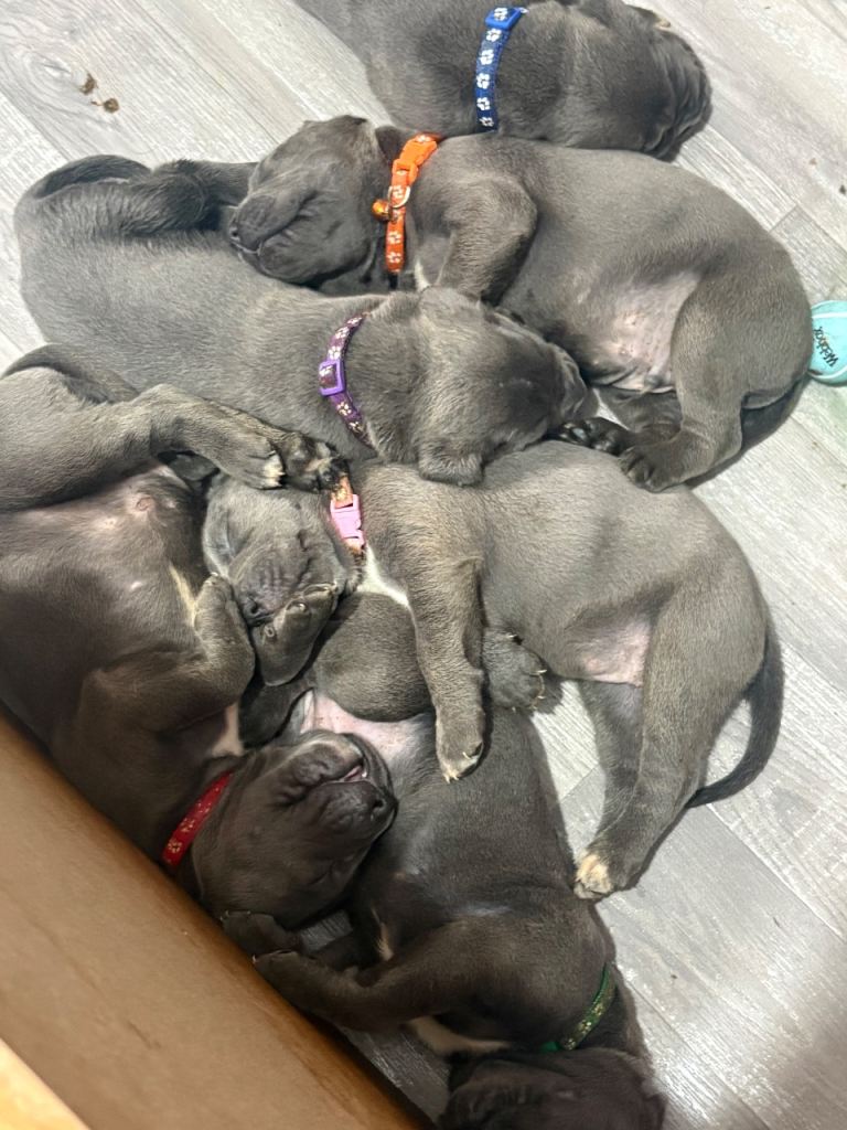 Cane corso puppies for sale 