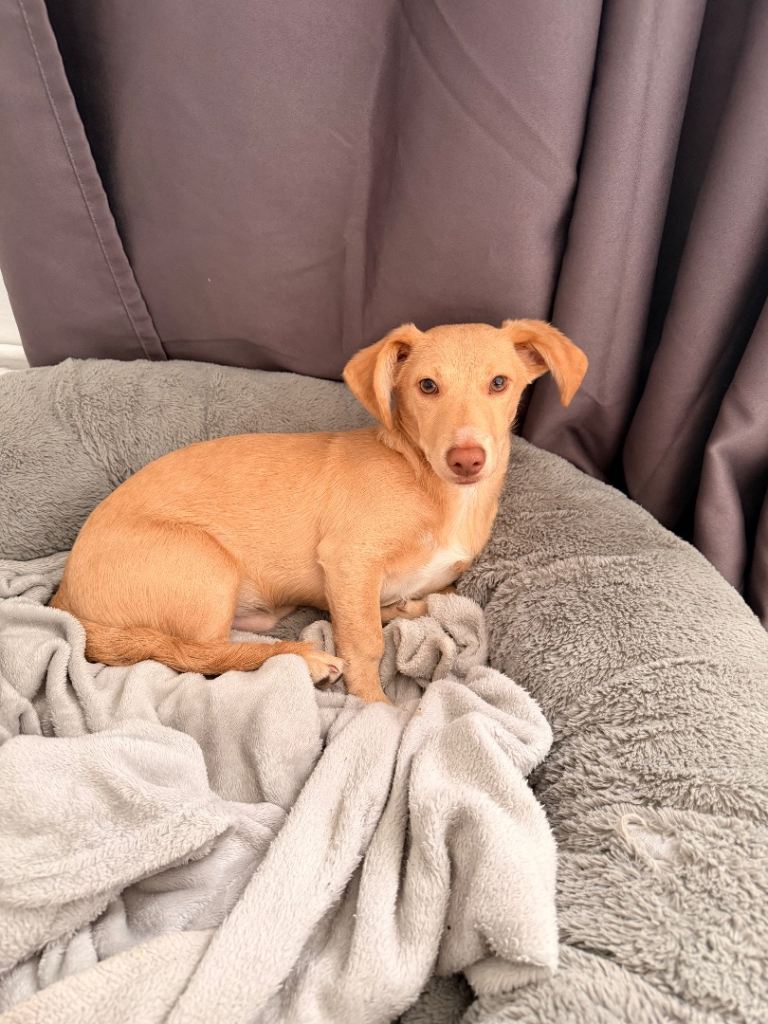 Patterdale Pup for Sale