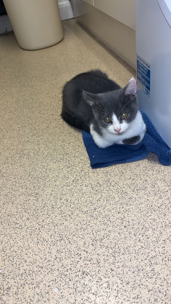 BSH & Domestic B&W shorthair 