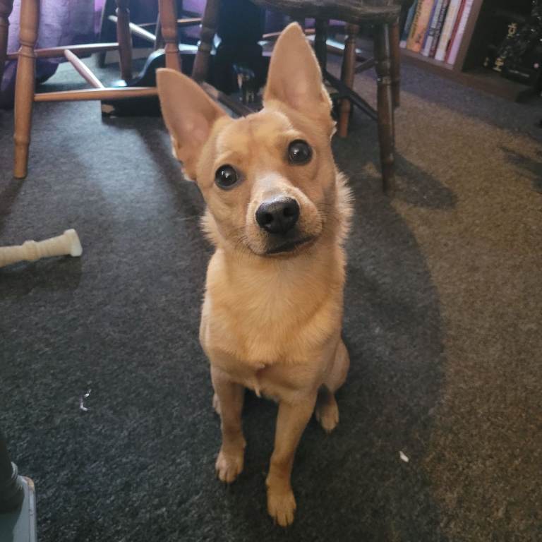 Jack/Pom/Chi Puppy Crossbreed for sale