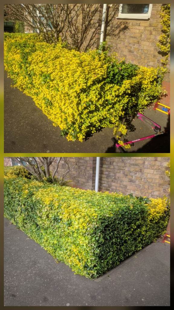 Gardening Services – Sutton, Morden, Wimbledon & Surrounding Areas 