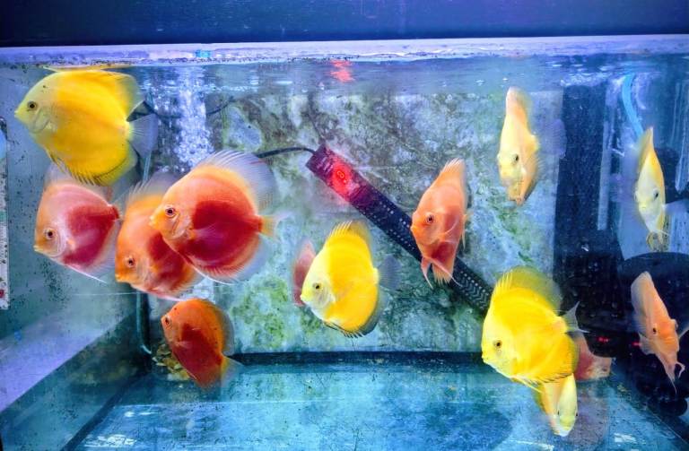 Tropical Fish Discus Malawis Betta    (Black Neon Tetra's £1.00 each)